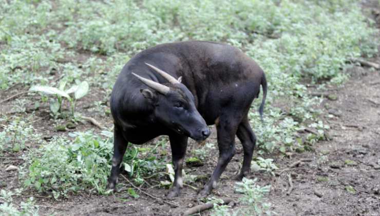 Anoa dove é nato