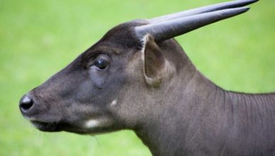 Anoa animale in via di estinzione