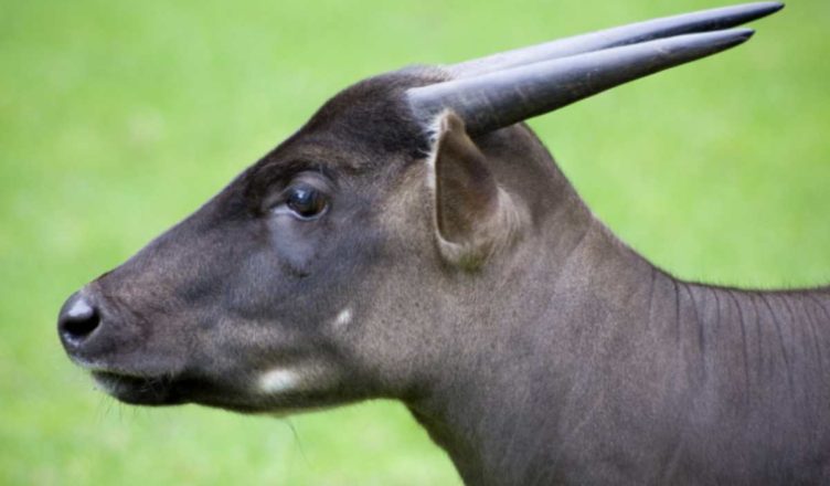 Anoa animale in via di estinzione