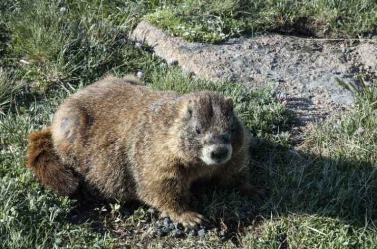 marmotte del Colorado cosa sapere