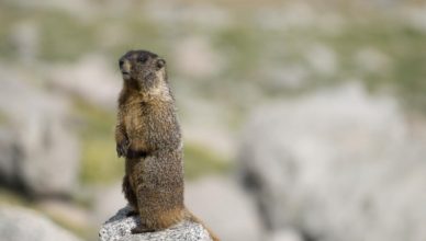 marmotte del Colorado