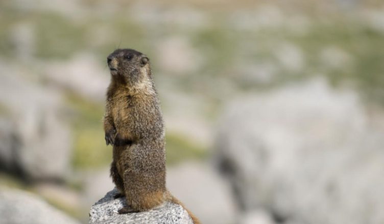 marmotte del Colorado